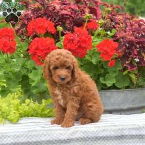 Max, Miniature Poodle Puppy