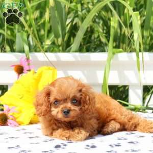 Max, Cavapoo Puppy