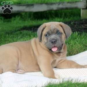 Max, Cane Corso Puppy