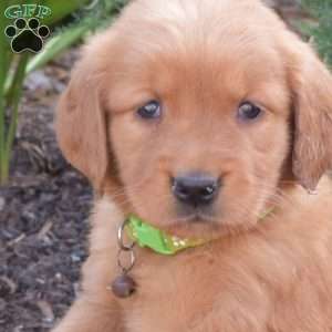 Max, Golden Retriever Puppy