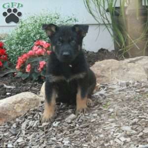 Max, German Shepherd Puppy