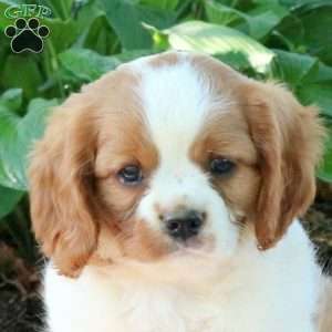 Max, Cavalier King Charles Spaniel Puppy