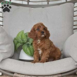 Max, Cavapoo Puppy