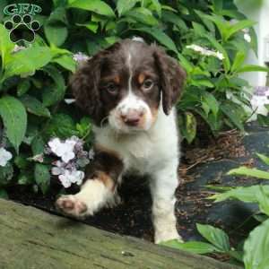 Max, English Springer Spaniel Puppy