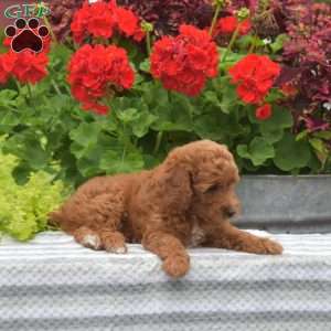 Max, Miniature Poodle Puppy