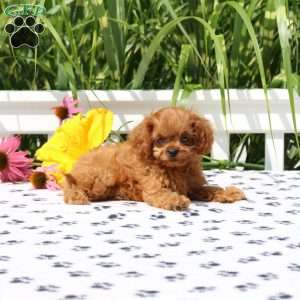 Max, Cavapoo Puppy