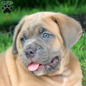 Max, Cane Corso Puppy