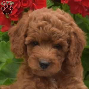 Max, Miniature Poodle Puppy