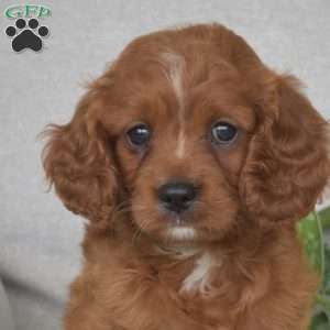 Max, Cavapoo Puppy