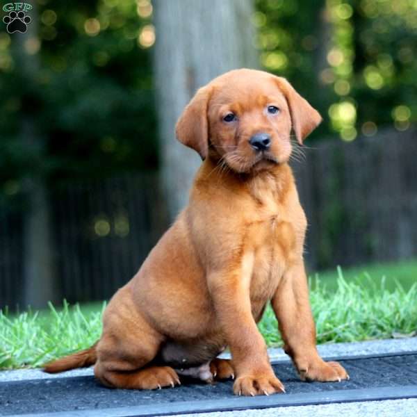 Max, Fox Red Labrador Retriever Puppy