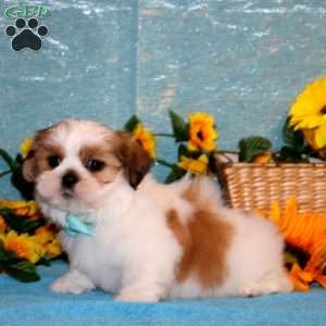 Max, Shih Tzu Puppy