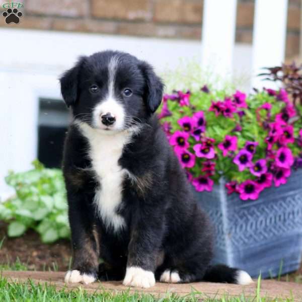 Max, Bernese Mountain Dog Mix Puppy