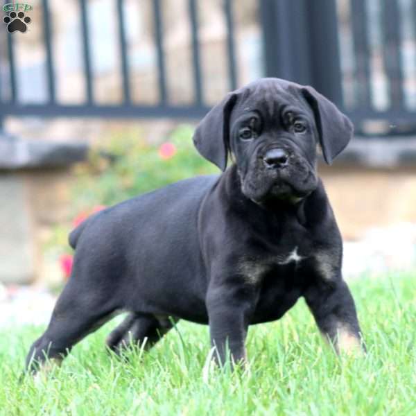 Max, Cane Corso Puppy
