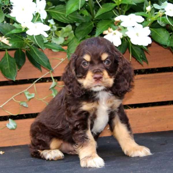 Max, Cocker Spaniel Puppy