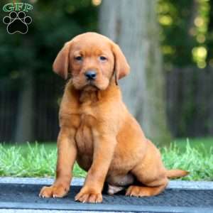 Max, Fox Red Labrador Retriever Puppy