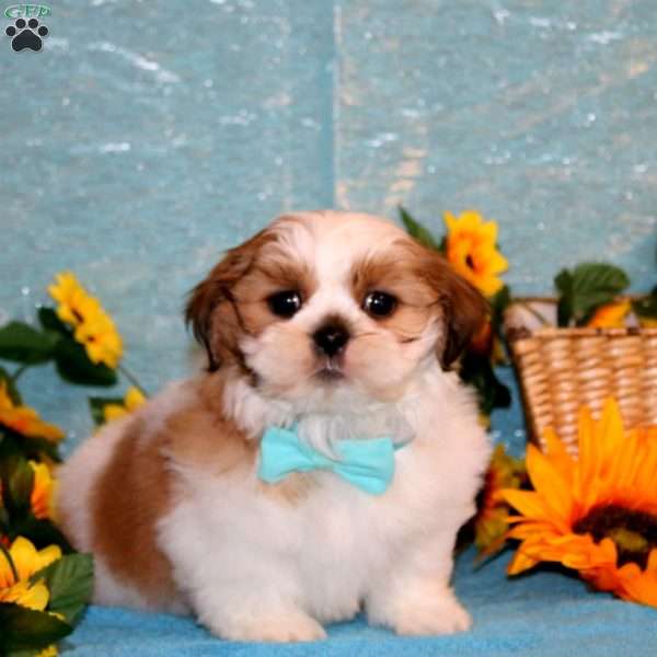 Max, Shih Tzu Puppy