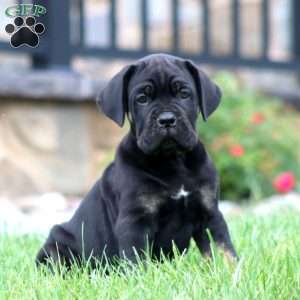 Max, Cane Corso Puppy