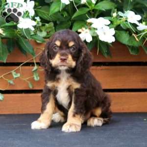 Max, Cocker Spaniel Puppy