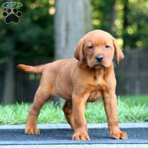 Max, Fox Red Labrador Retriever Puppy