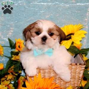Max, Shih Tzu Puppy