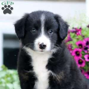 Max, Bernese Mountain Dog Mix Puppy