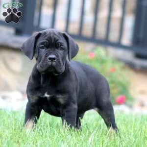 Max, Cane Corso Puppy
