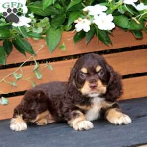 Max, Cocker Spaniel Puppy