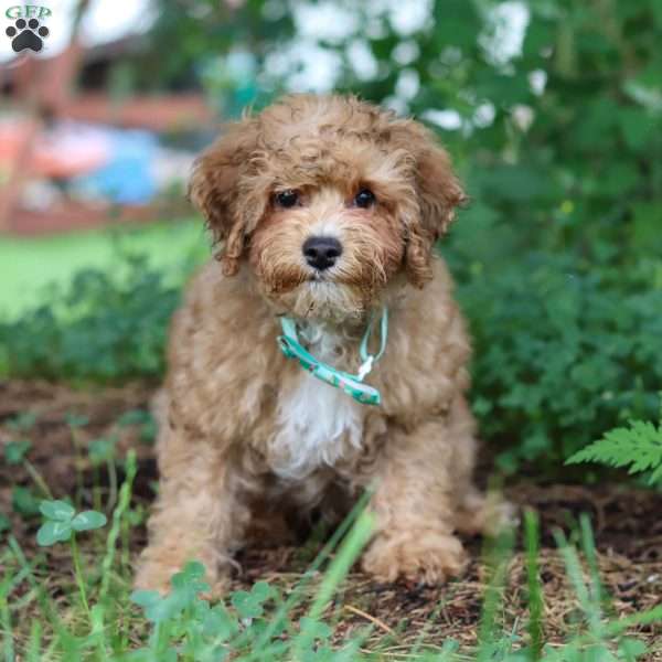 Max, Yorkie Poo Puppy