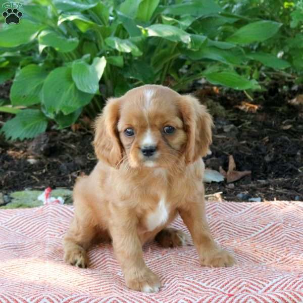 May, Cavalier King Charles Spaniel Puppy