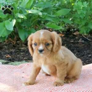 May, Cavalier King Charles Spaniel Puppy