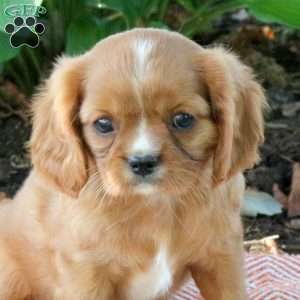 May, Cavalier King Charles Spaniel Puppy