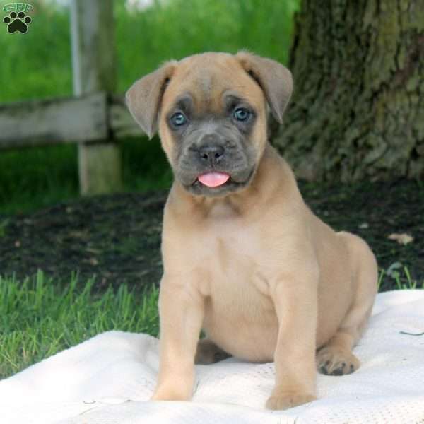 Maya, Cane Corso Puppy