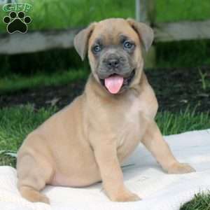 Maya, Cane Corso Puppy