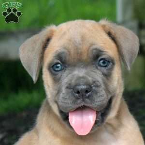 Maya, Cane Corso Puppy