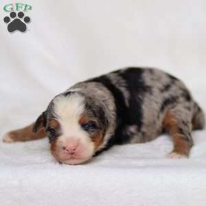 Maya, Mini Bernedoodle Puppy