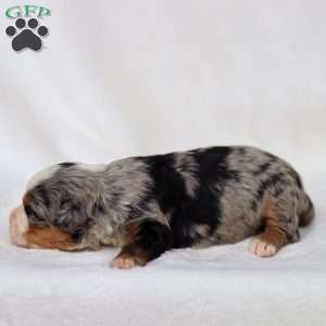 Maya, Mini Bernedoodle Puppy