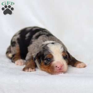 Maya, Mini Bernedoodle Puppy