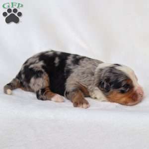 Maya, Mini Bernedoodle Puppy
