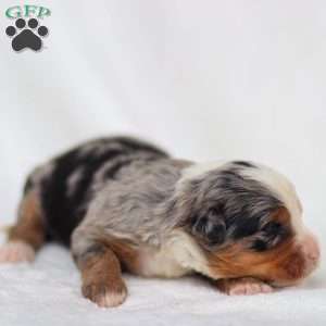 Maya, Mini Bernedoodle Puppy