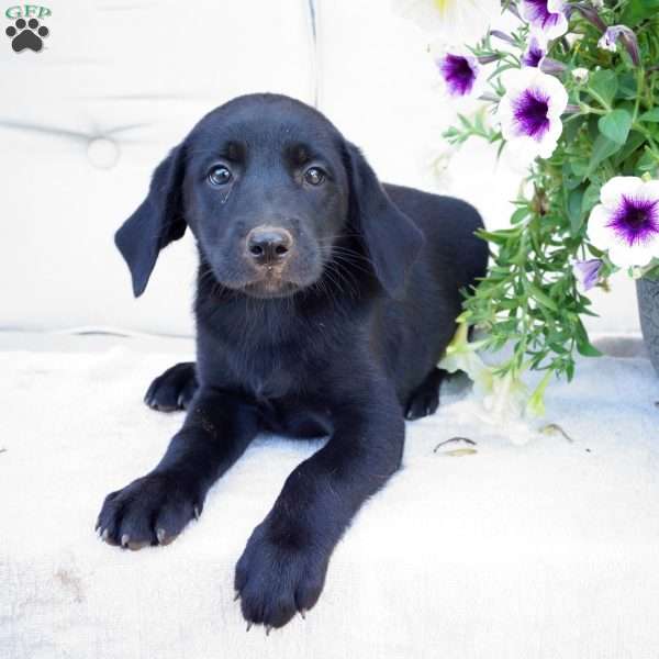 Maybel, Black Labrador Retriever Puppy