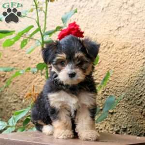 Mazie, Yorkie Puppy