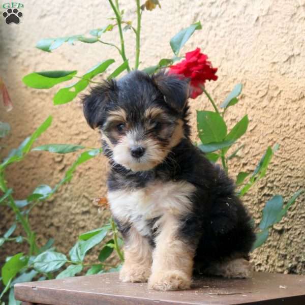 Mazie, Yorkie Puppy