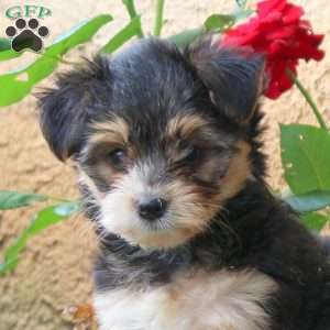Mazie, Yorkie Puppy