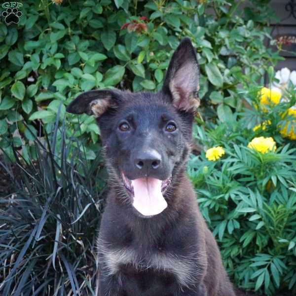 McKayla, German Shepherd Puppy