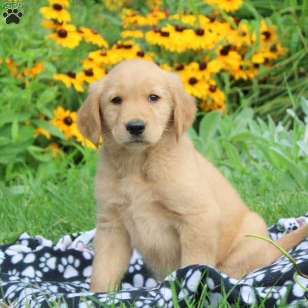 McKenzie, Golden Retriever Puppy