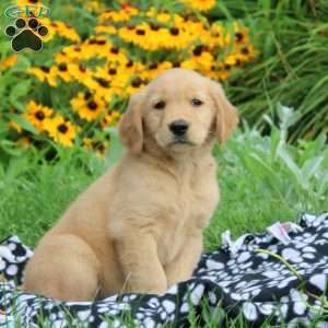 McKenzie, Golden Retriever Puppy