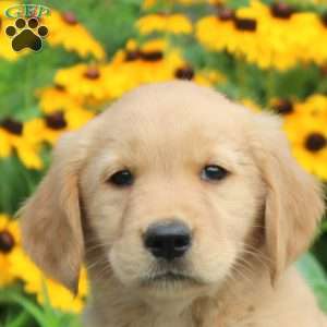 McKenzie, Golden Retriever Puppy