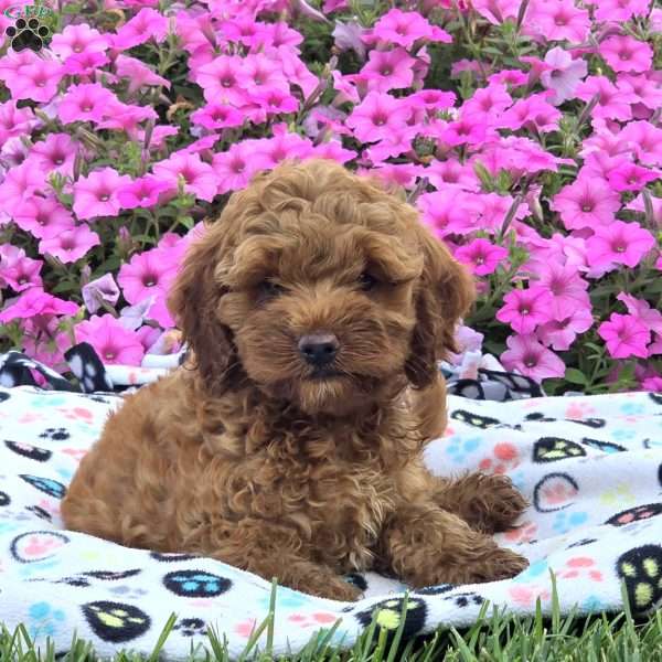 Mel, Cockapoo Puppy
