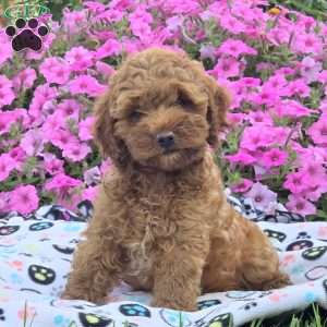 Mel, Cockapoo Puppy
