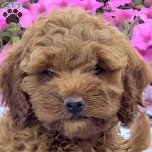 Mel, Cockapoo Puppy